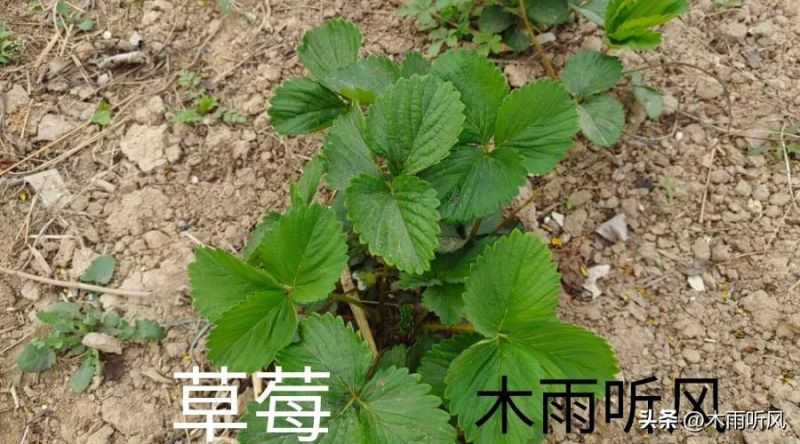 草莓怎么种植「草莓怎么种植方法 在家」_2